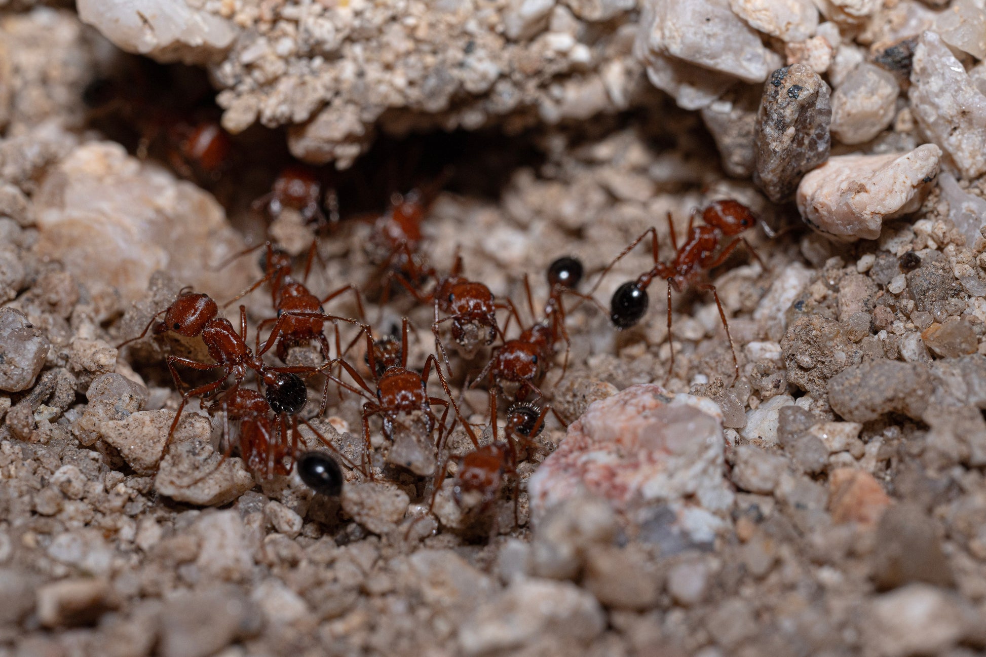pogonomyrmex californicus bi color workers working on nest