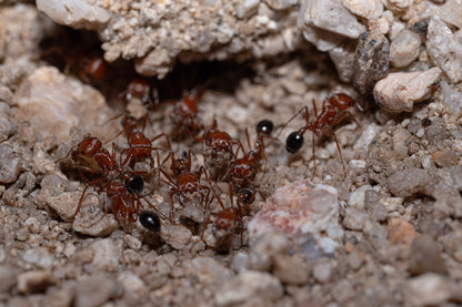 pogonomyrmex californicus bi color workers working on nest
