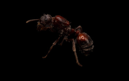 Pogonomyrmex rugosus queen