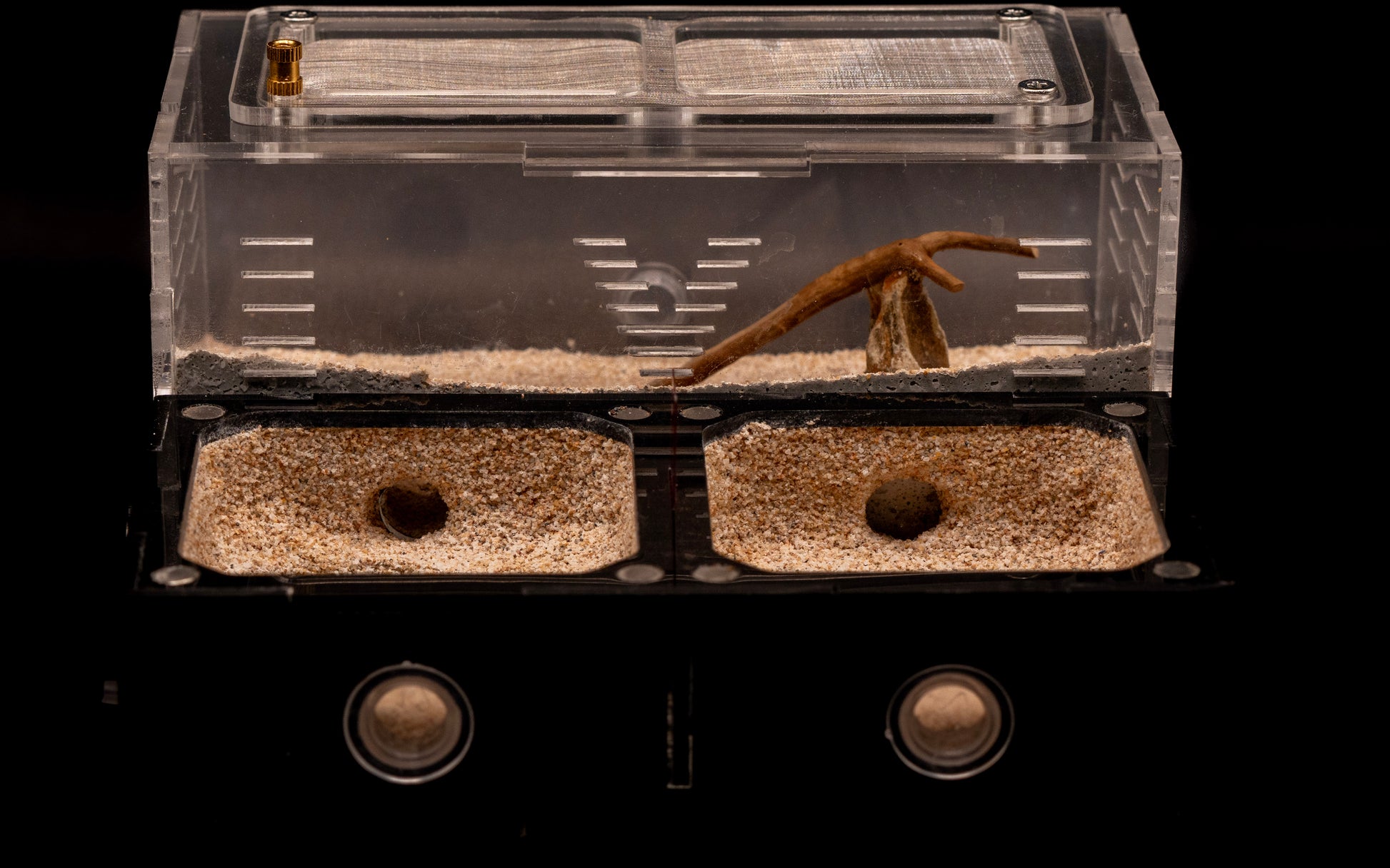 ant nest 
