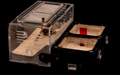 The Oasis Formicarium