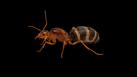 Kennedy's Honeypot Ant - Myrmecocystus kennedyi (Northern Variety)