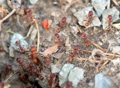 veromessor andrei workers coming out of nest entrance of their colony