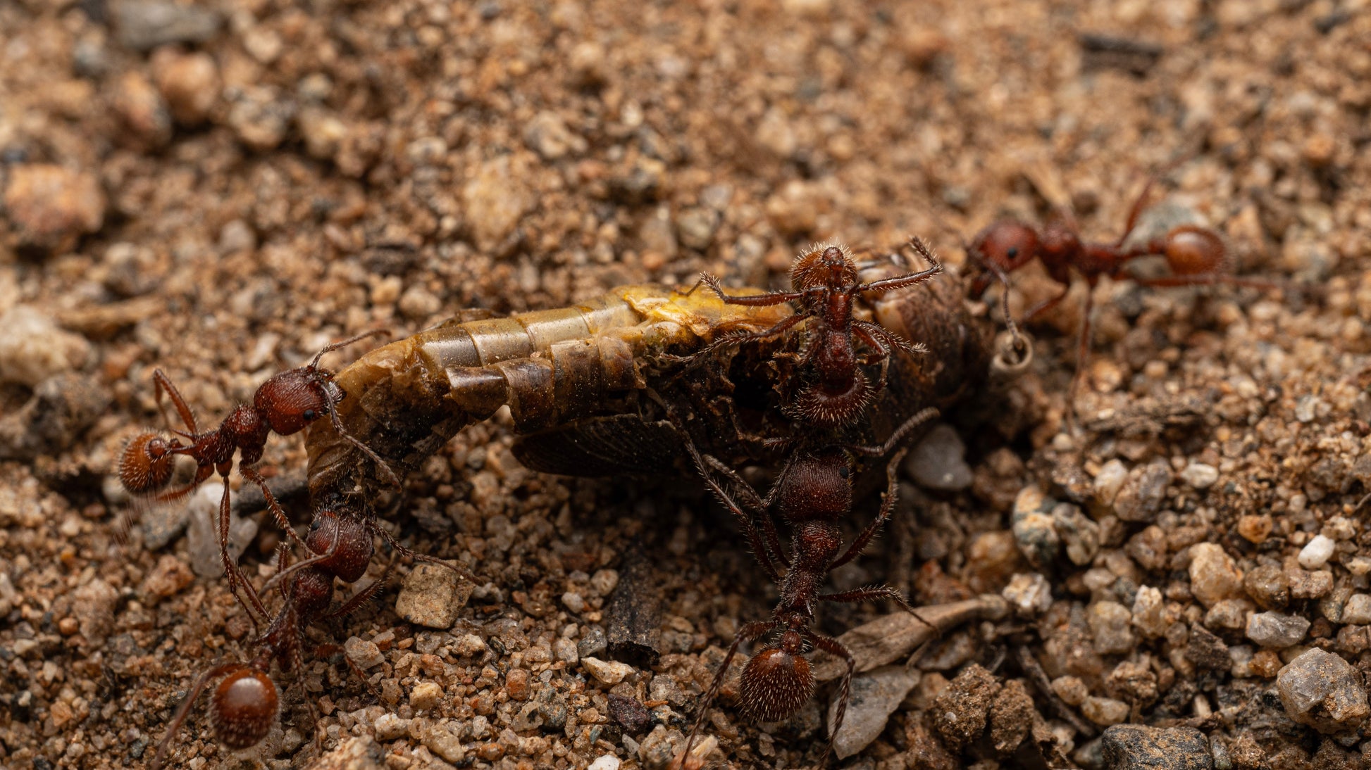Ants carrying a cricket to feed colony