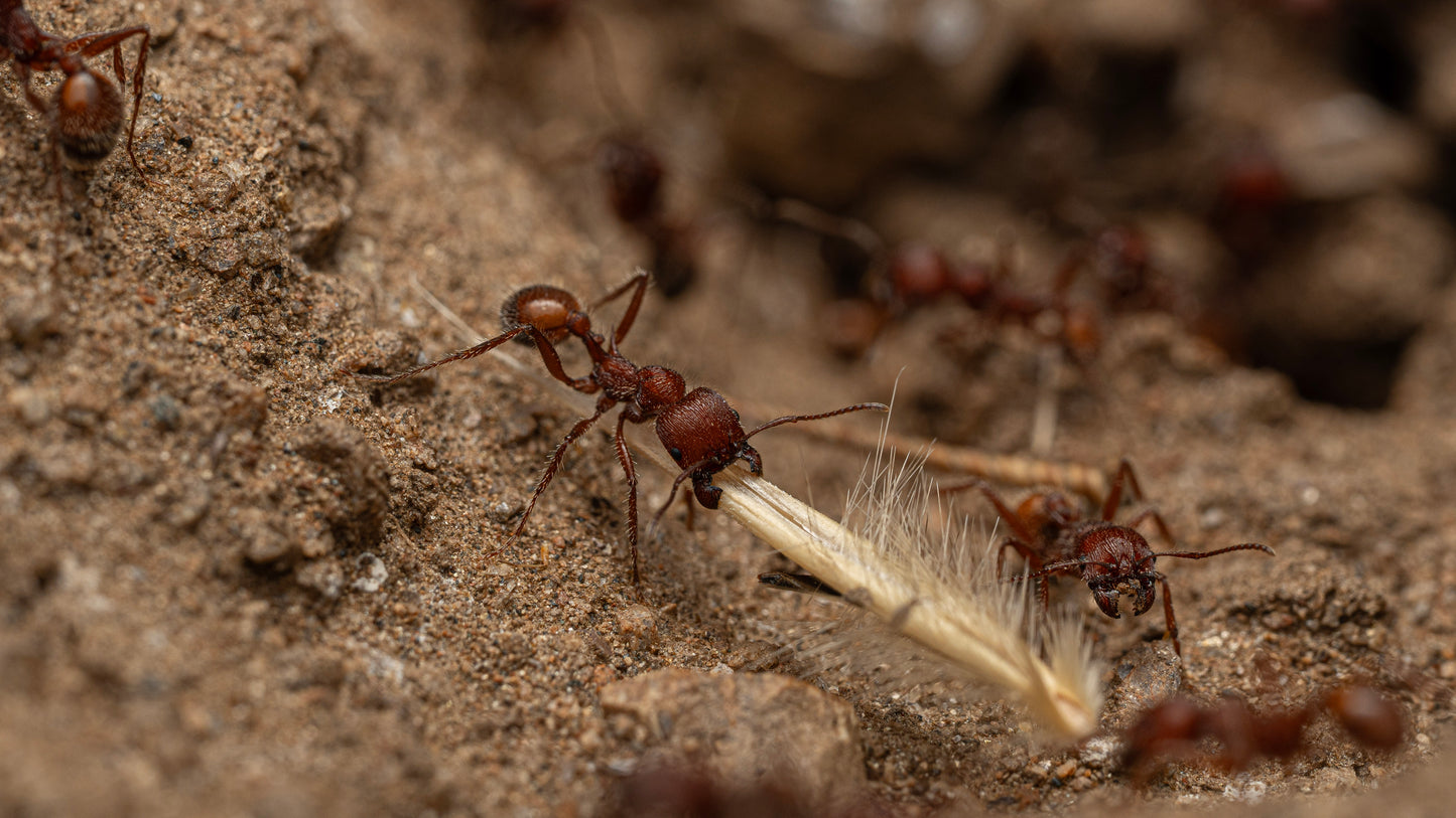 Andrei harvester ant foraging for seeds