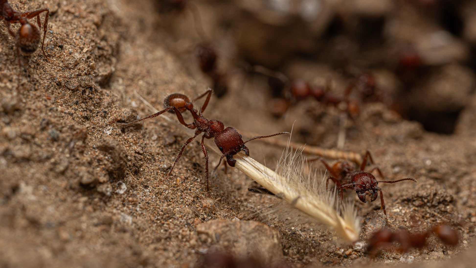 Andrei harvester ant foraging for seeds