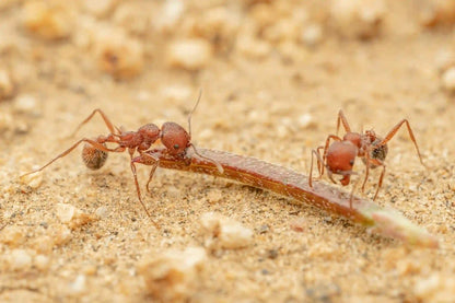 Andrei harvester ant foraging for seeds