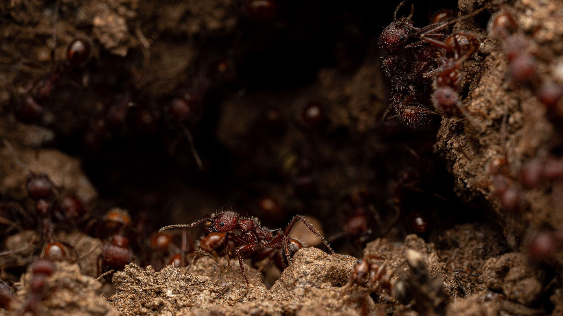 Macro shot of a veromessor andrei worker
