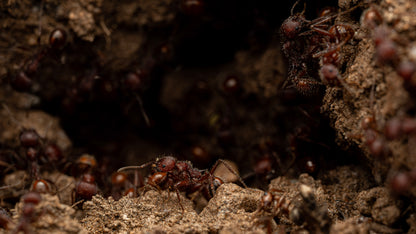 Macro shot of a veromessor andrei worker