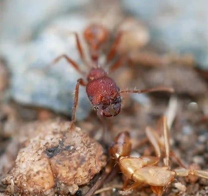 Macro shot of a veromessor andrei worker