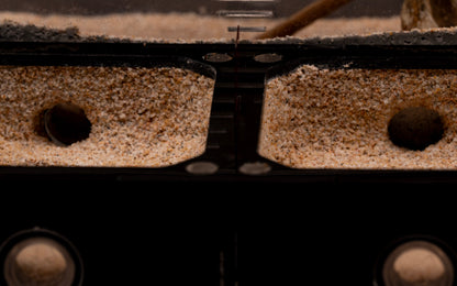 The Oasis Formicarium