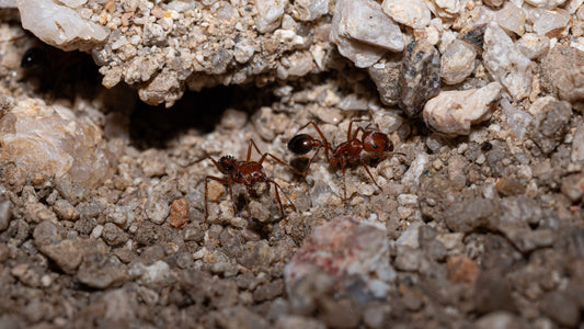 Bicolor Californian Harvester Ant - Pogonomyrmex californicus "Bicolor"