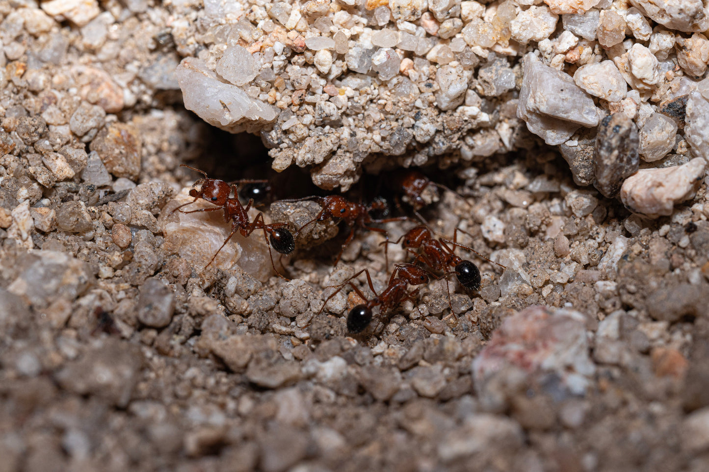 Bicolor Californian Harvester Ant - Pogonomyrmex californicus "Bicolor"