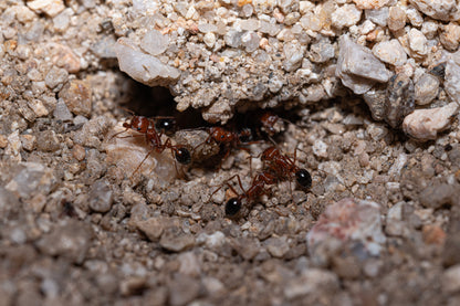 Bicolor Californian Harvester Ant - Pogonomyrmex californicus "Bicolor"