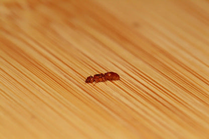 deaalate pheidole gilvescens queen ant 