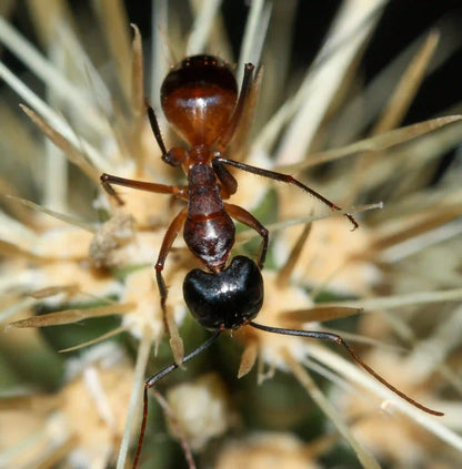 Soldier ant of the species camponotus ocreatus
