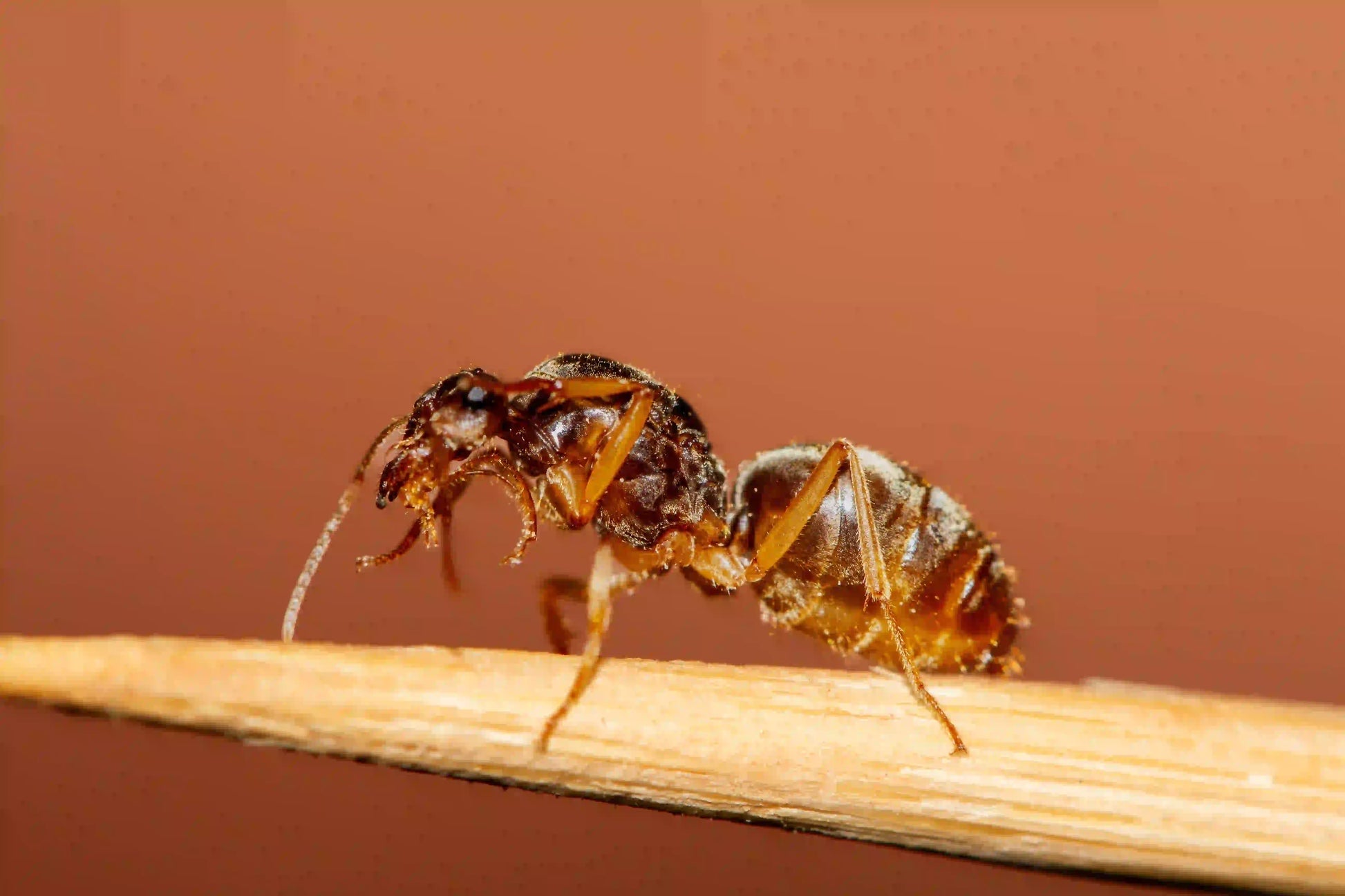 myrmecocystus testaceus queen ant cleaning off antennae