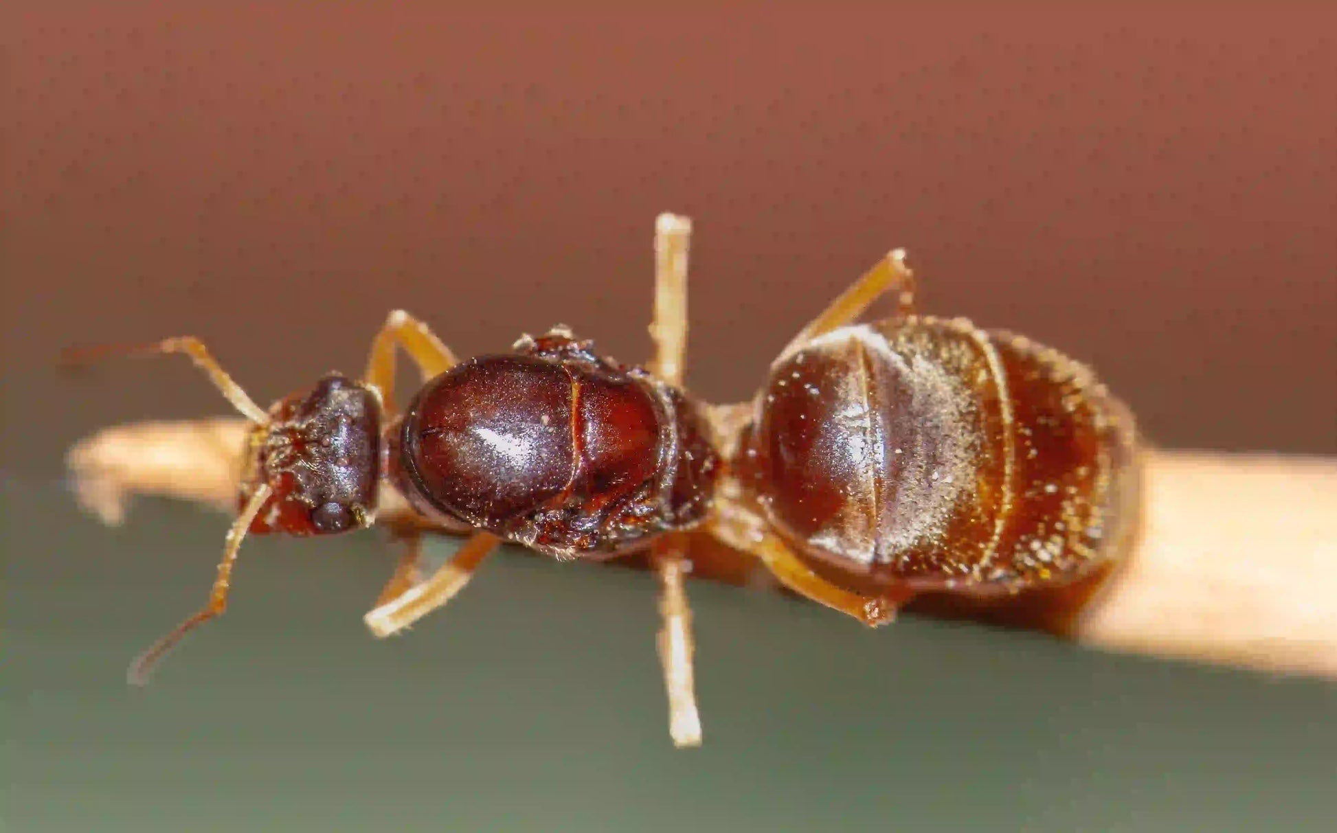 closeup of a honeypot ant queen from the species myrmecocystus testaceus