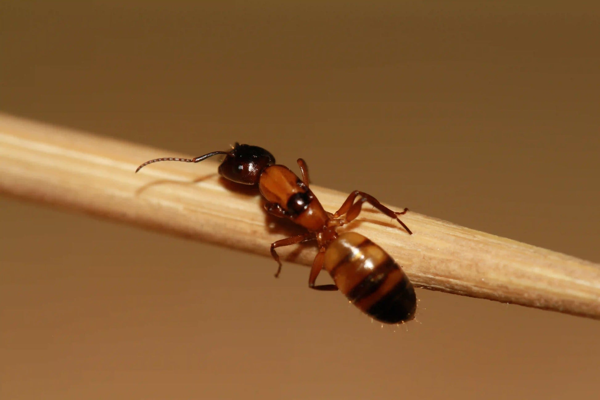 live camponotus essigi ant queen