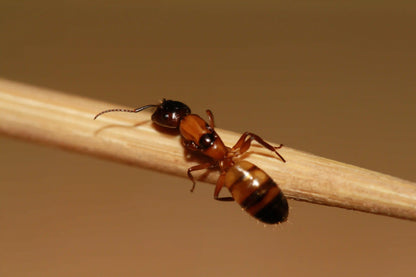 live camponotus essigi ant queen