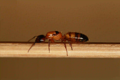 camponotus essigi queen ant up close macro