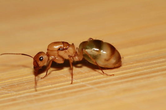 Physogastric camponotus queen