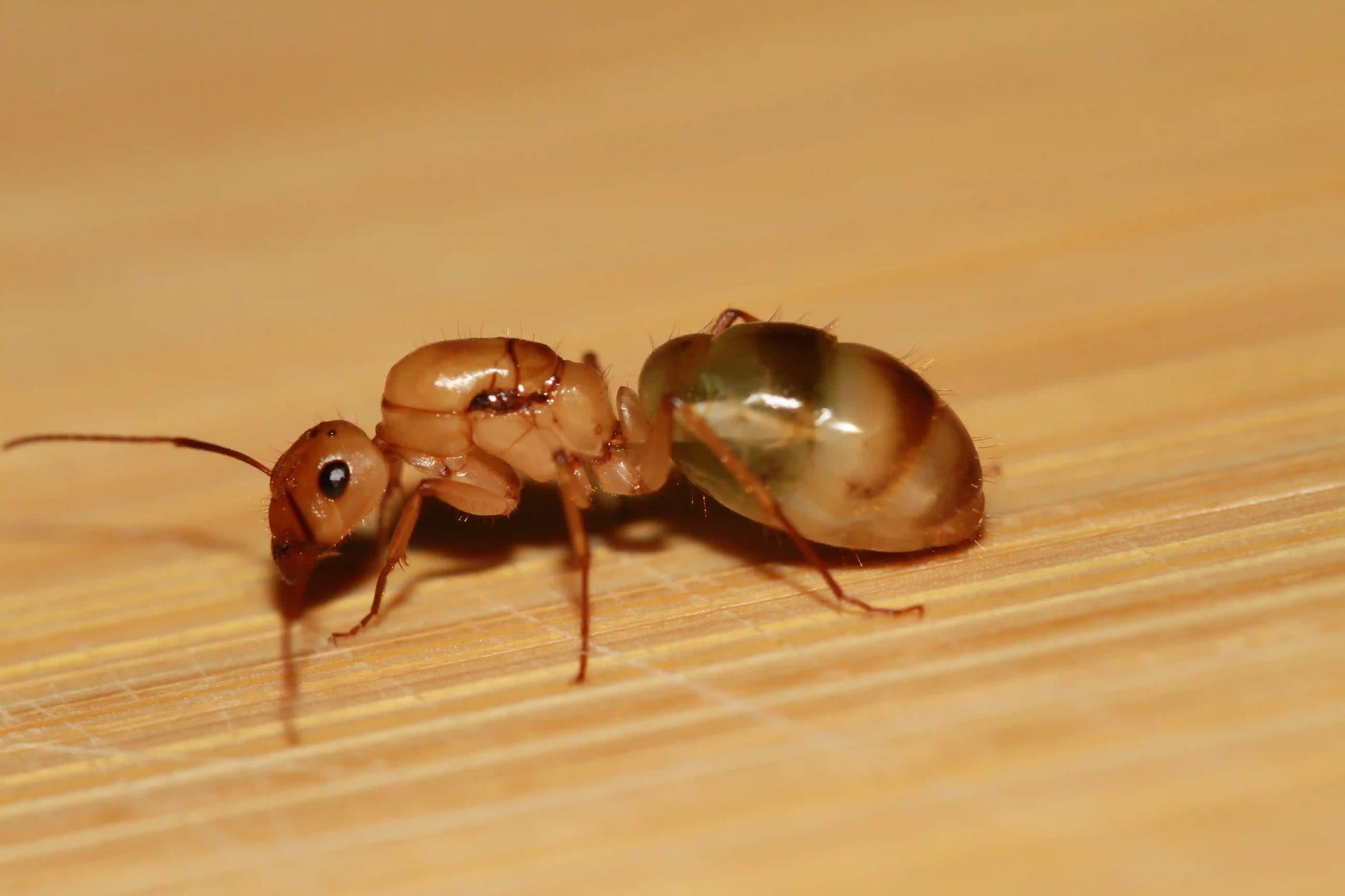 Physogastric camponotus queen