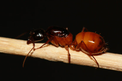 Queen ant of the california variety of the species camponotus ocreatus