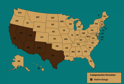 native range of camponotus ocreatus