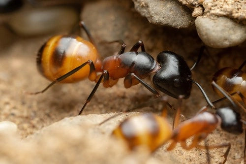 camponotus ocreatus soldier foraging for resources.