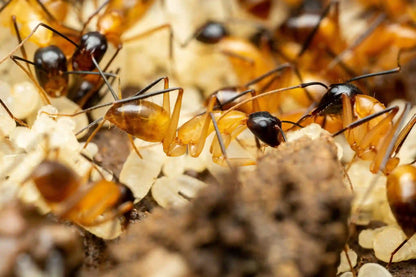 Camponotus Ocreatus workers of a large colony tending to brood.