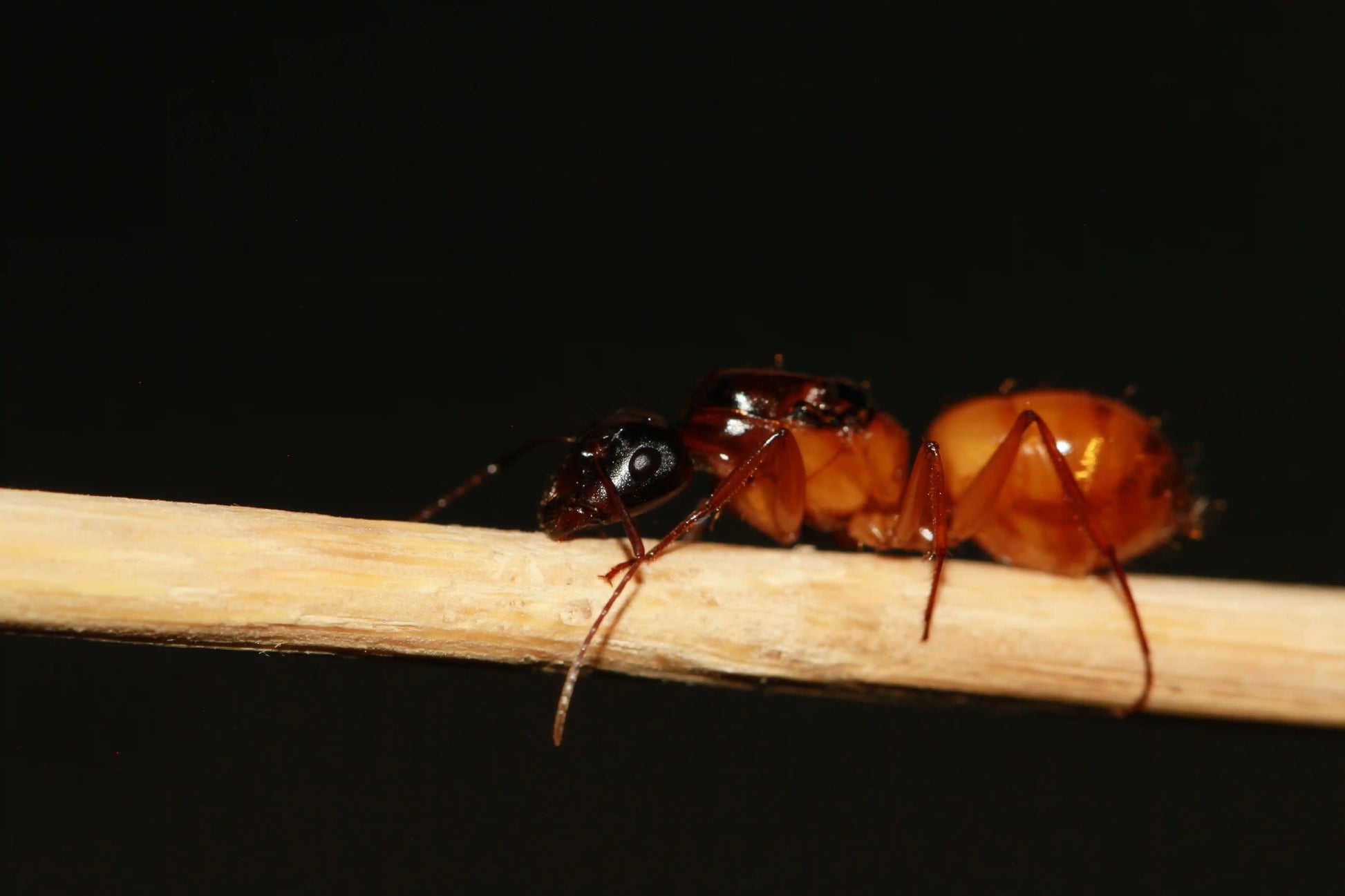 Macro shot of a queen ant from the genus camponotus