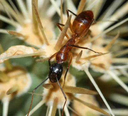 Camponotus ocreatus worker foraging for nectar.