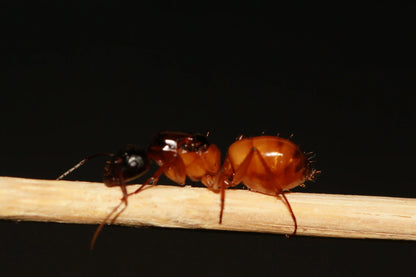 live carpenter ant queen of the species Camponotus ocreatus queen
