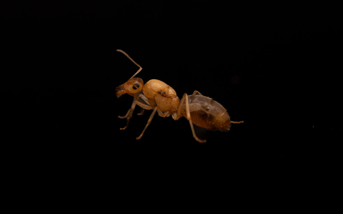 Christinae honeypot ant queen