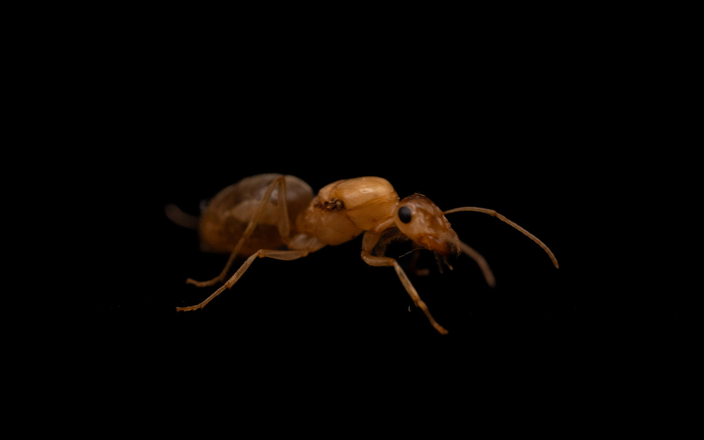 Christinae honeypot ant queen