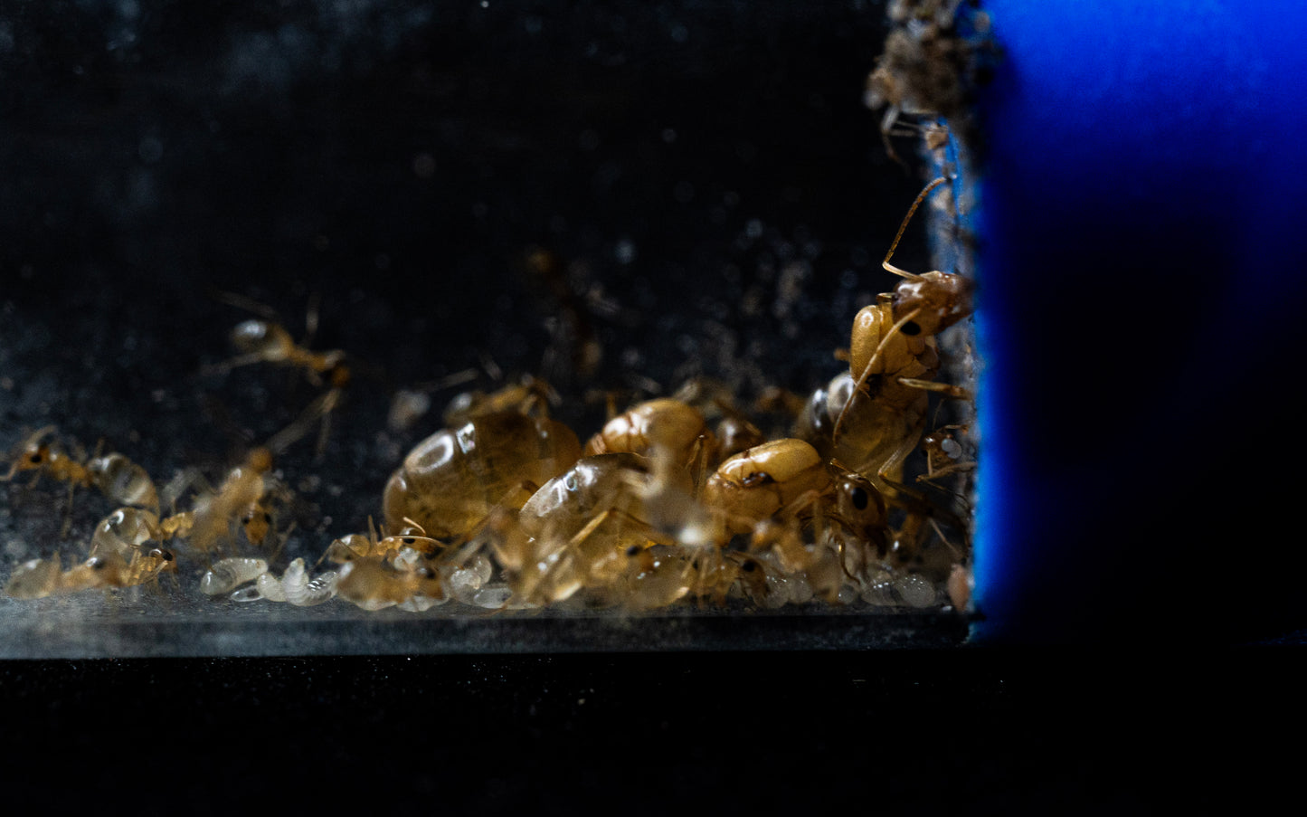 Myrmecocystus christinae colony 