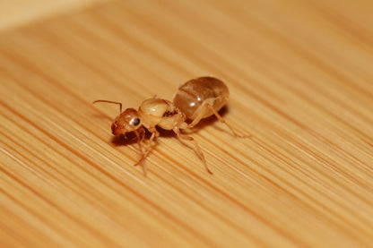 Christines honeypot ant queen