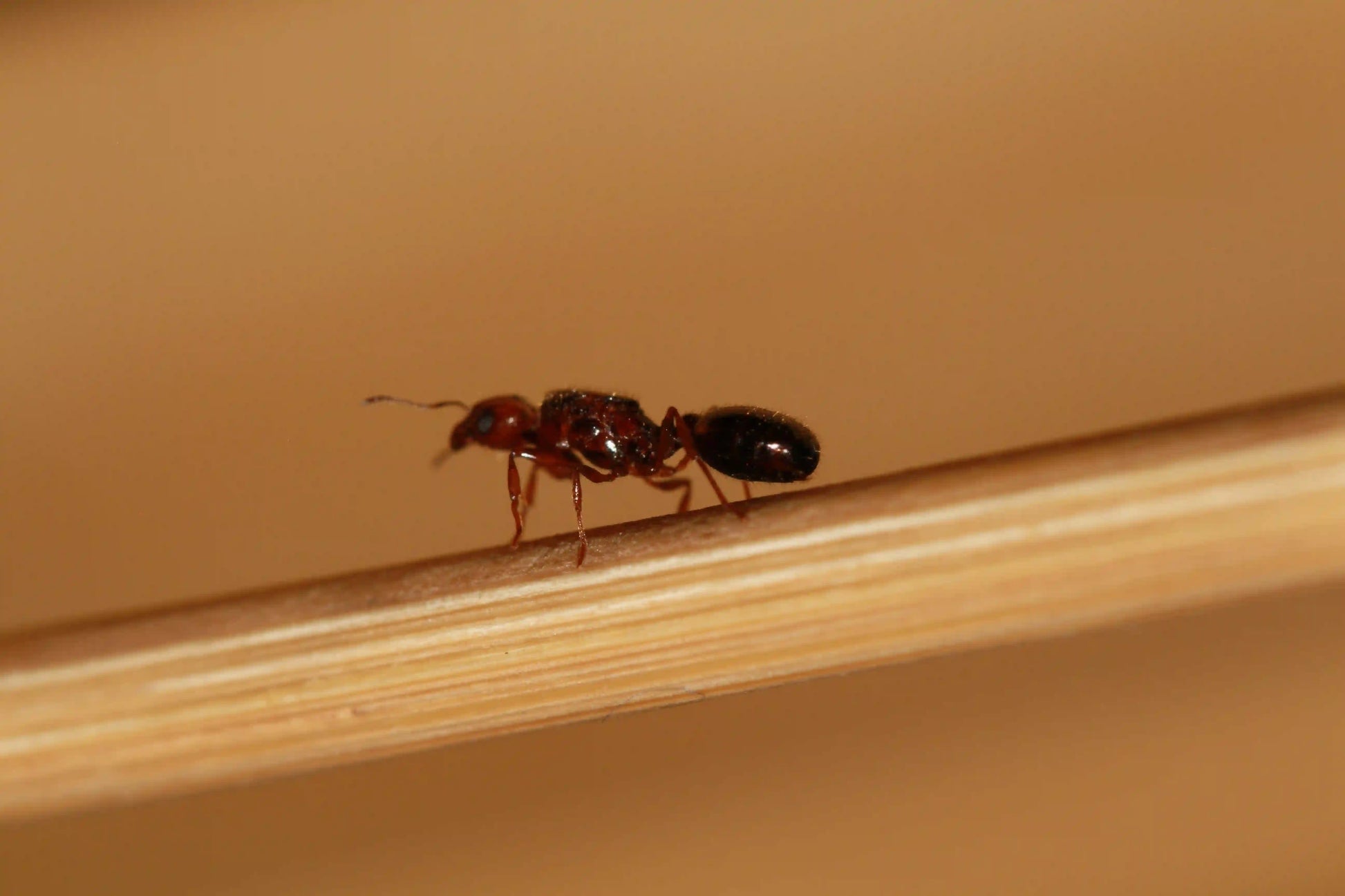mated pheidole xerophila queen ant