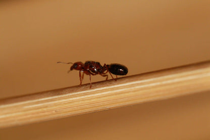 mated pheidole xerophila queen ant