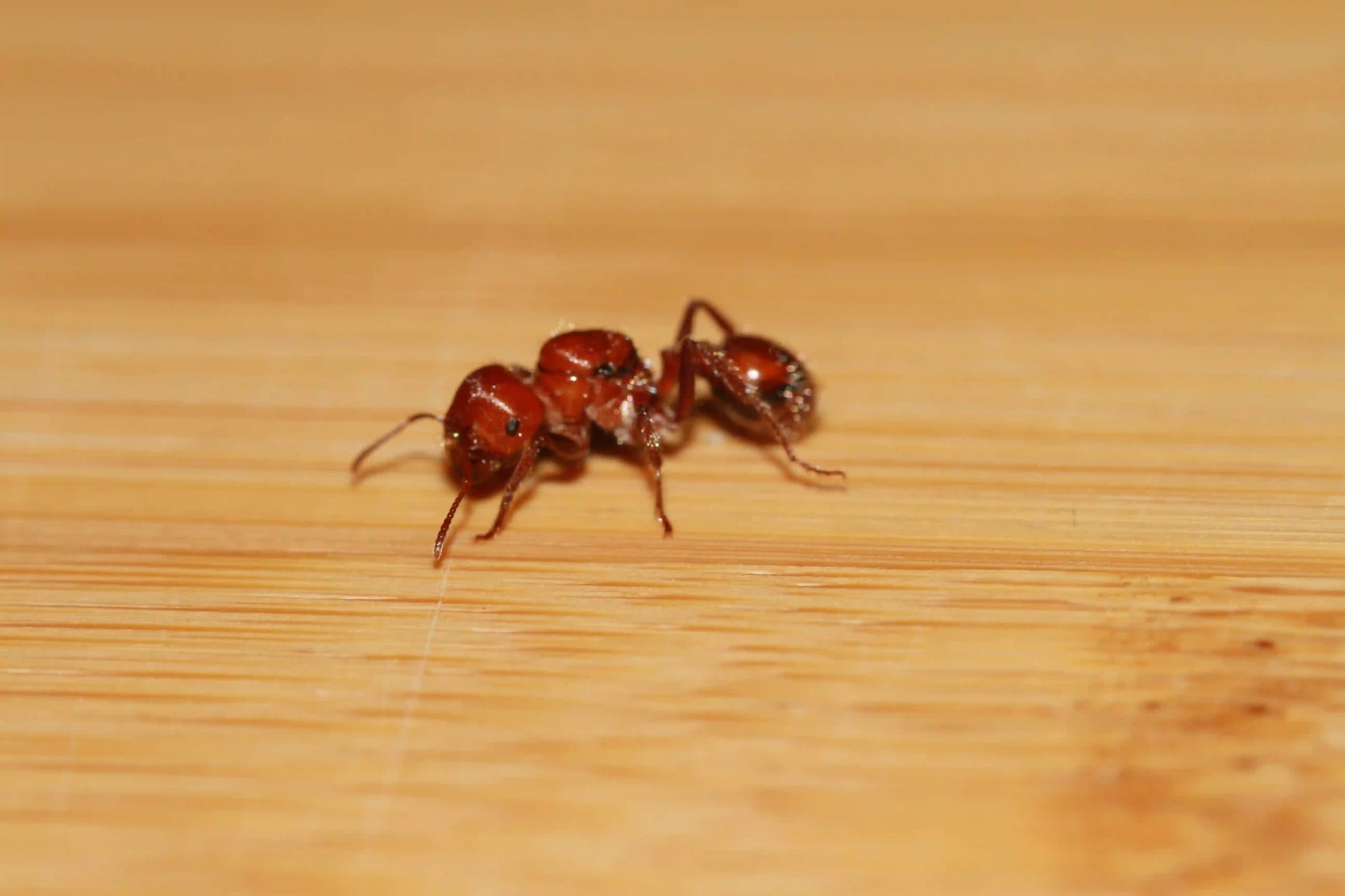 A dealate Pogonomyrmex tenuispinus queen ant.