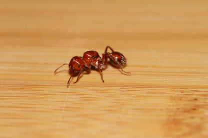 A dealate Pogonomyrmex tenuispinus queen ant.