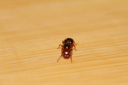 dry big headed ant queen macro