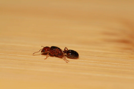 starter queen for pheidole xerophila