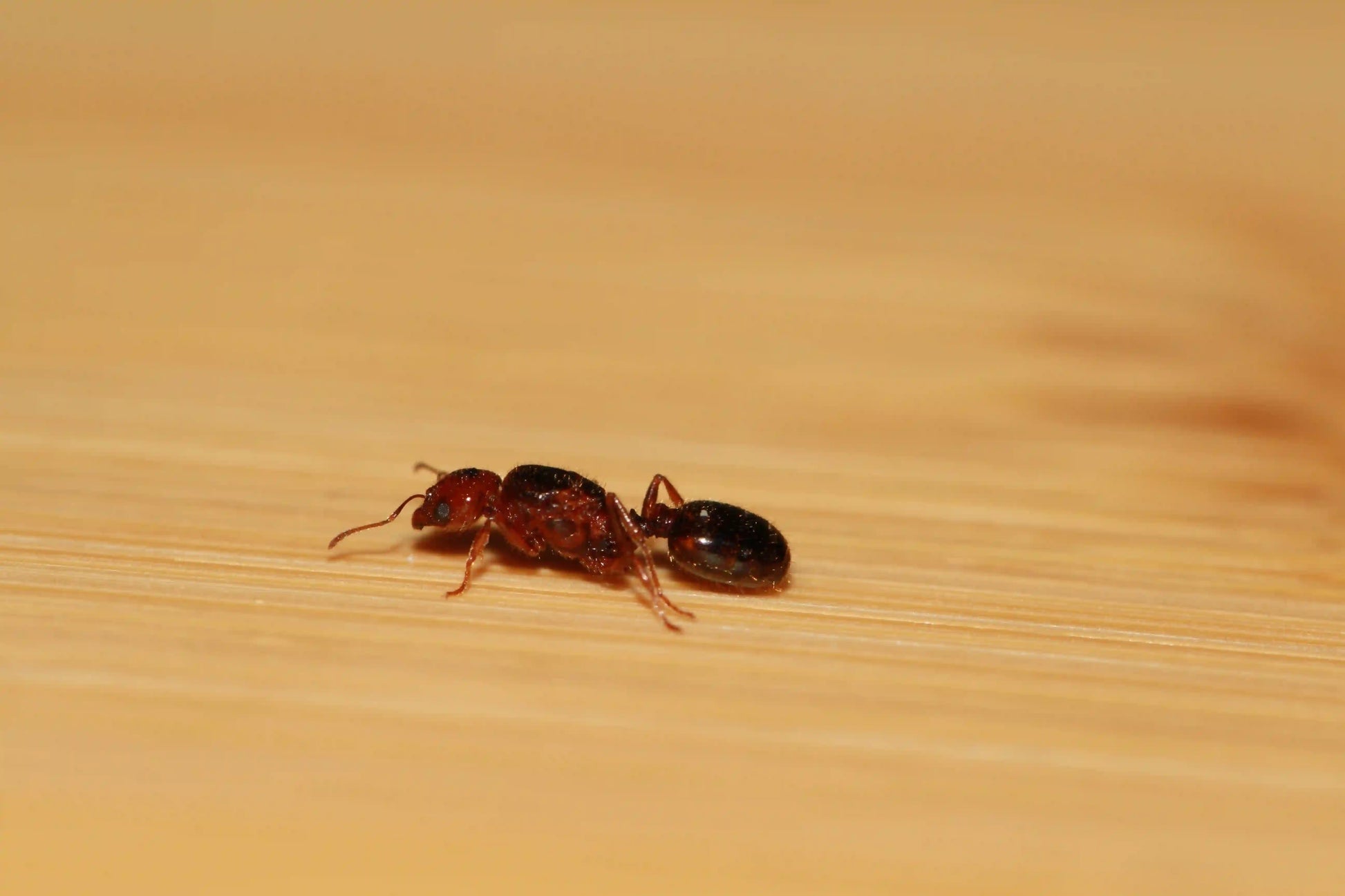 starter queen for pheidole xerophila