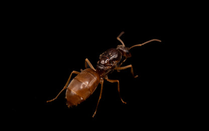 Large-Eyed Honeypot - Myrmecocystus ewarti