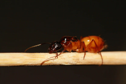 A mated fertile queen ant of the species camponotus ocreatus