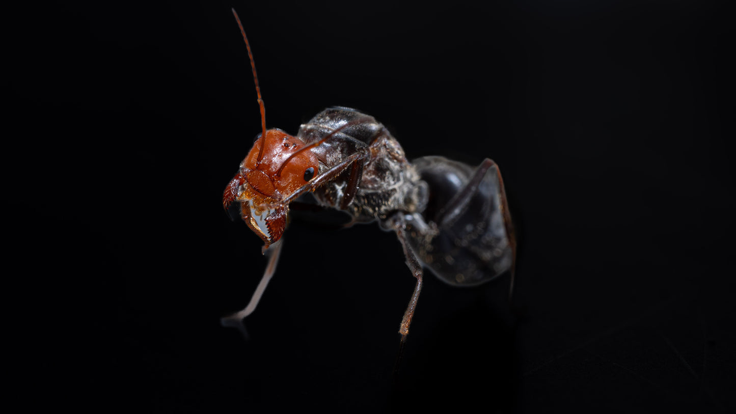 Giant Red Headed Honeypot Ant - Myrmecocystus placodops-01
