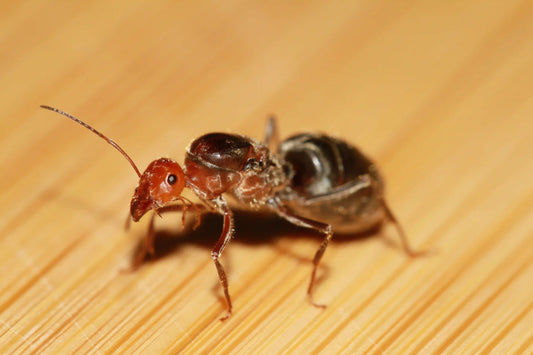A fertile giant red headed myrmecocystus placodops queen.
