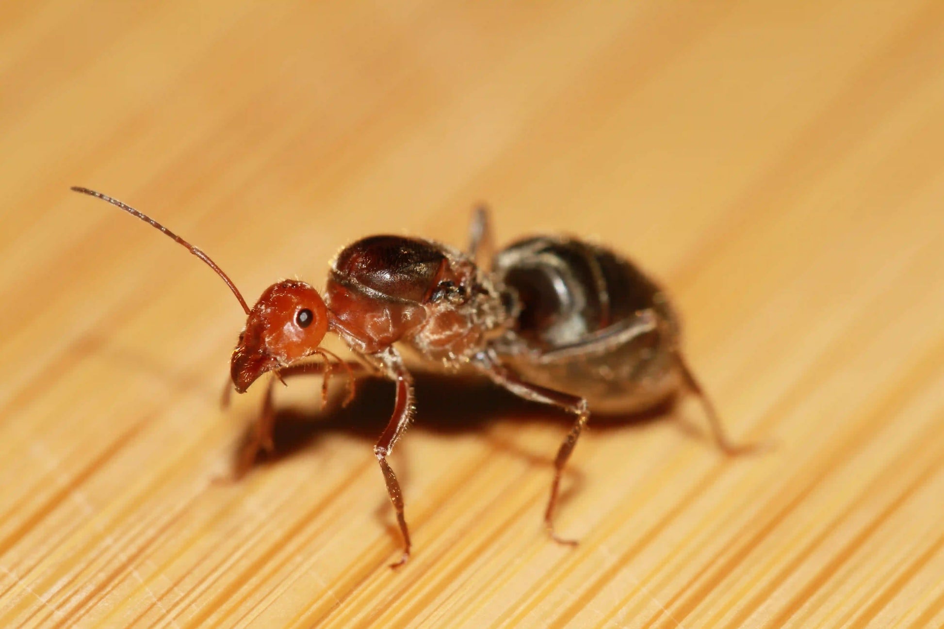 A fertile giant red headed myrmecocystus placodops queen.
